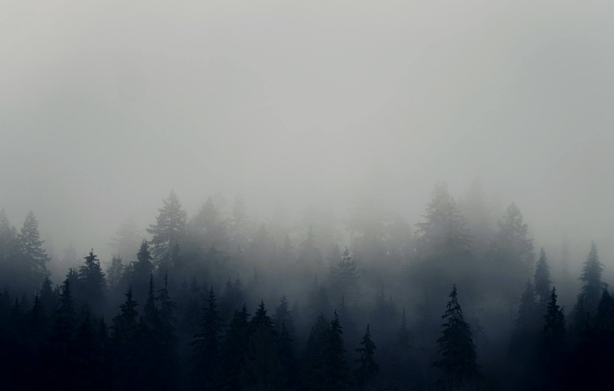 Fog moving through Pacific Northwest conifer forest